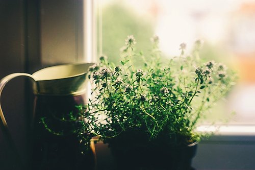 Plants: Every Month