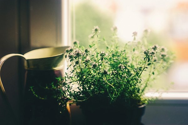 Plants: Every Month