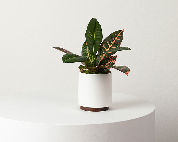Croton Petra