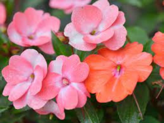 10\" Hanging Impatiens