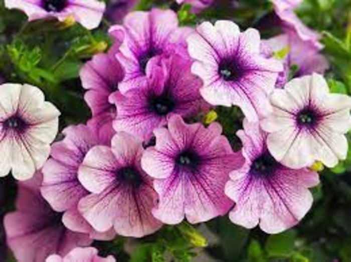 10\" Hanging Petunias