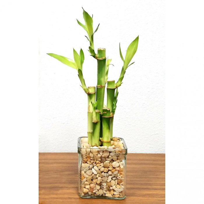 Good Luck Bamboo