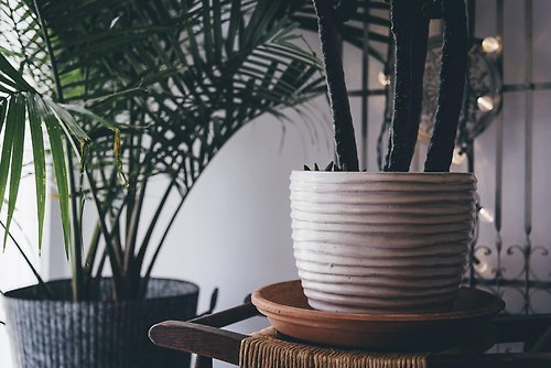 Plants: Every 3 Months