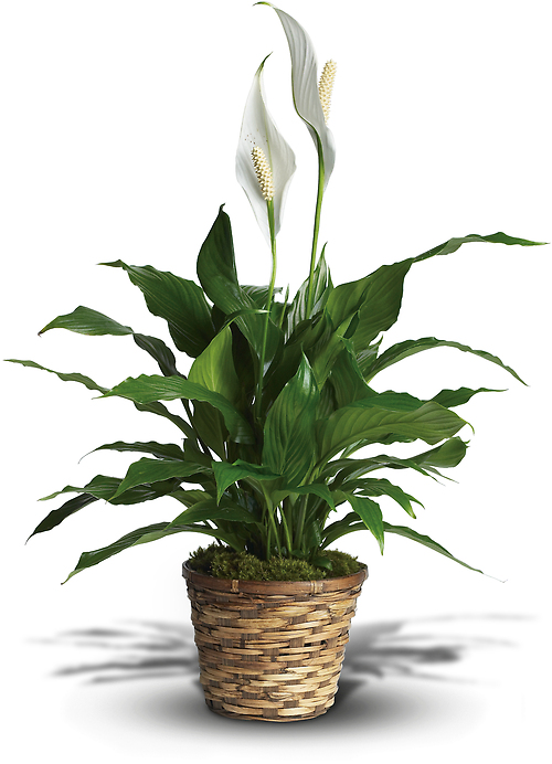 Simply Elegant Spathiphyllum