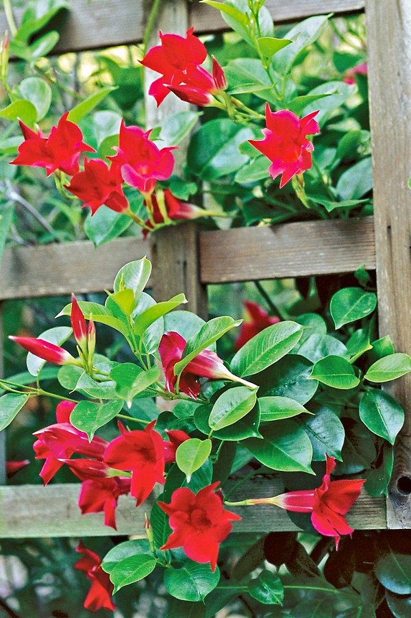 12\" Climbing Mandevilla