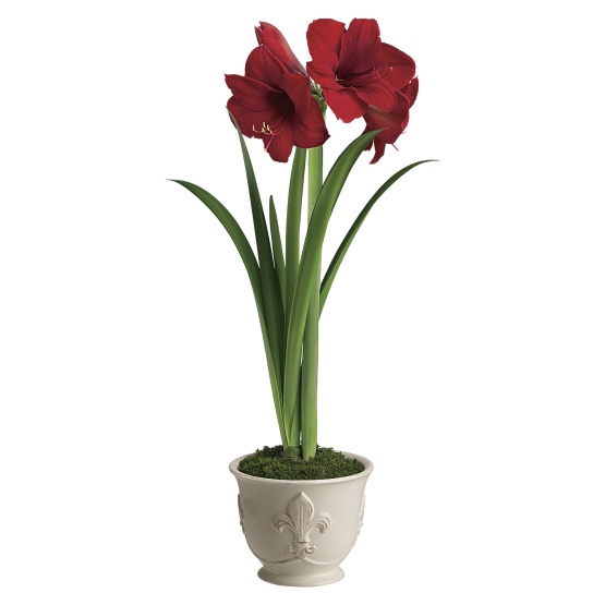 Merry Amaryllis