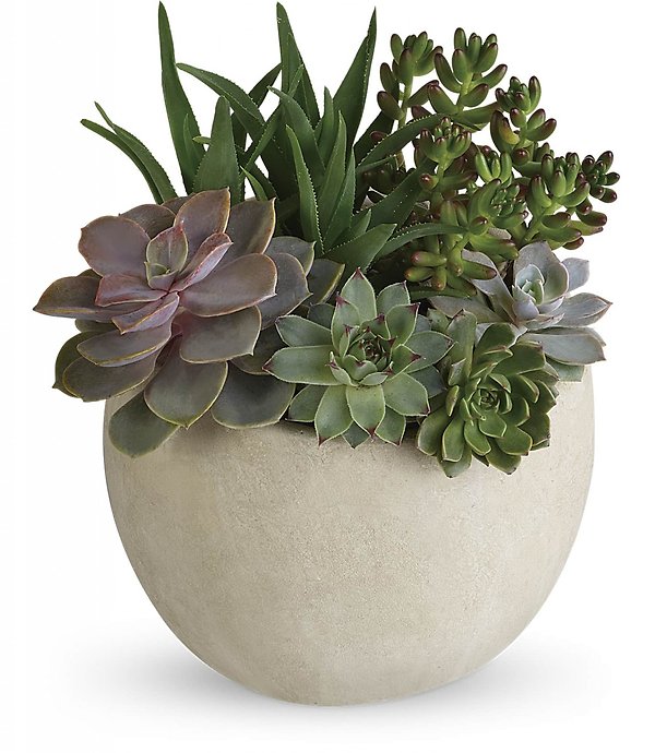 Succulent Garden
