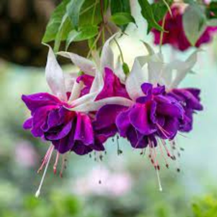 10\" Hanging Fuchsia Plant